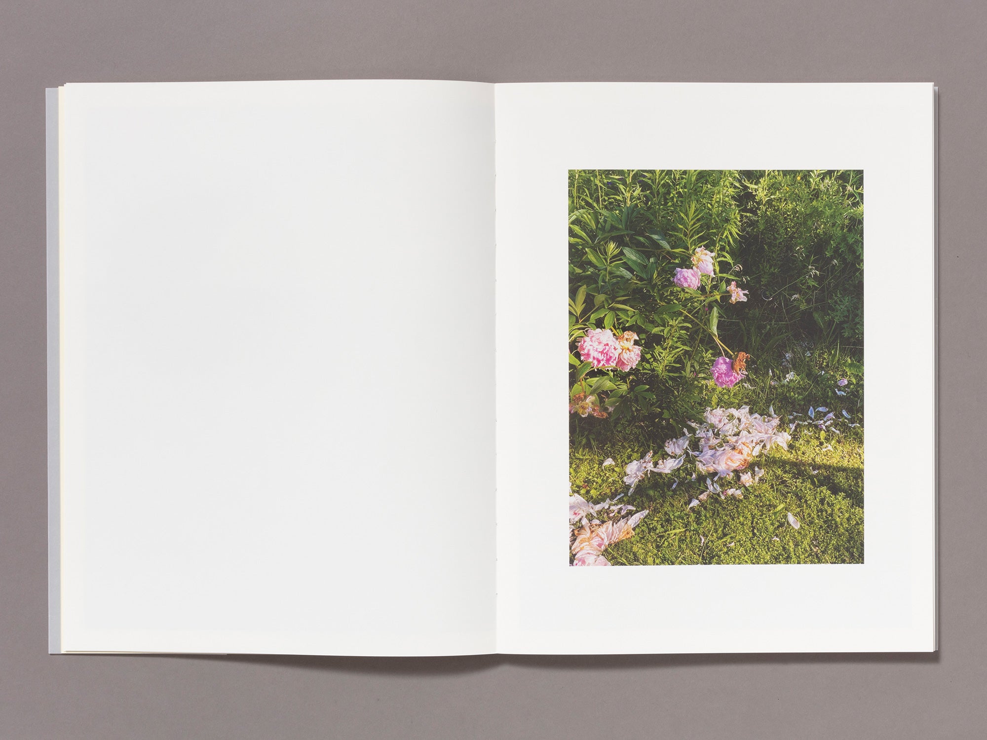 Special Edition / Entangled & Resurfacing Set - Maude Arsenault