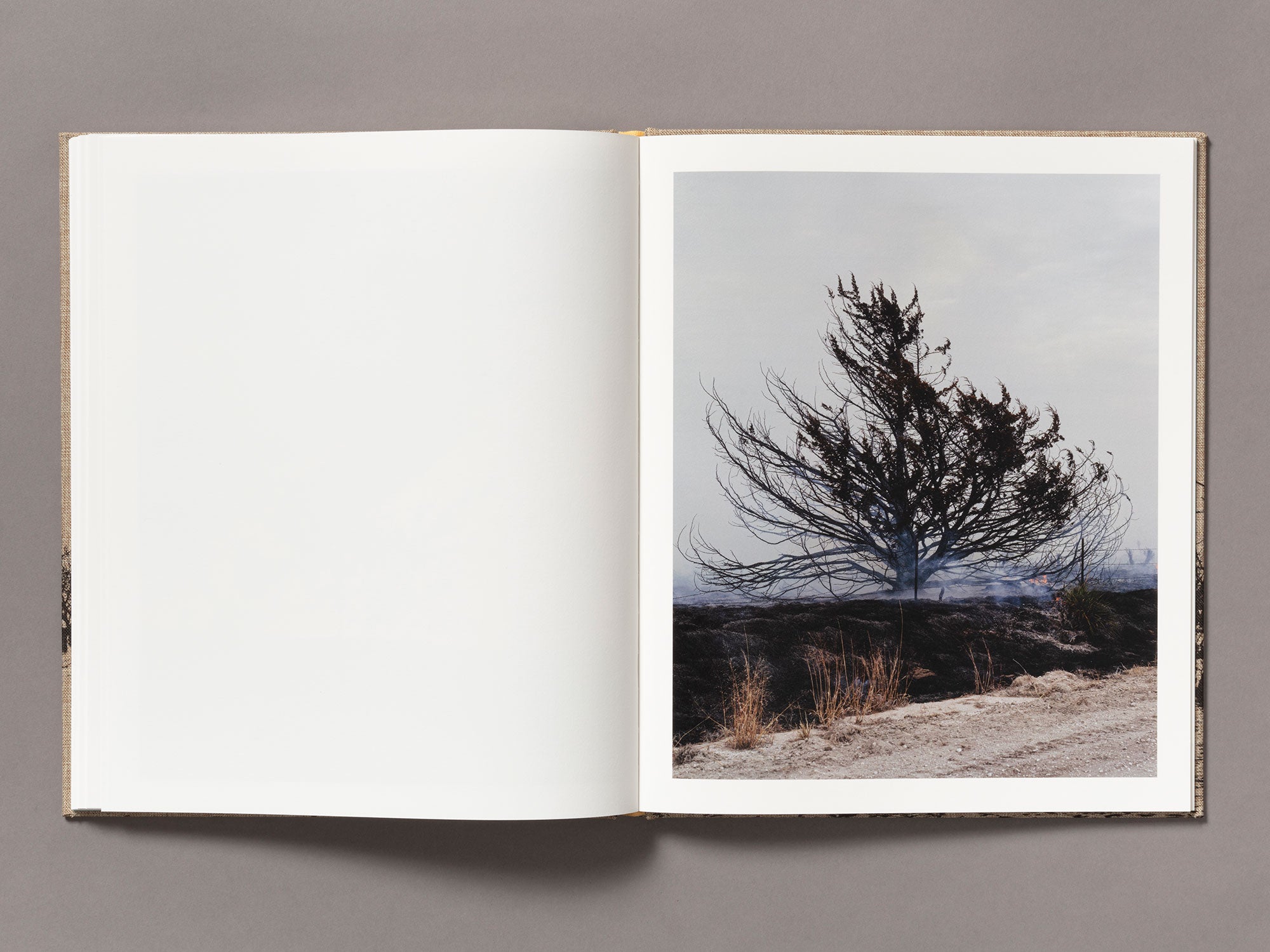 Meadowlark - Ian Bates